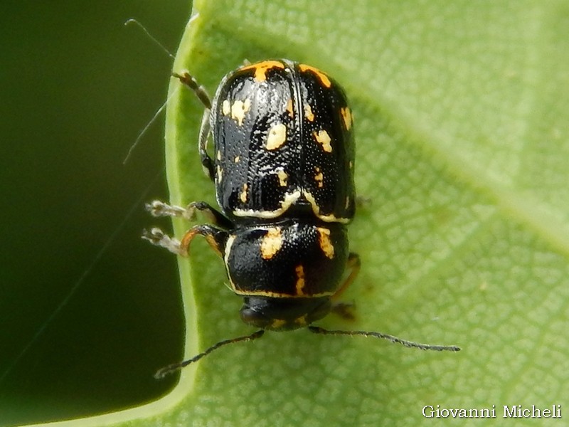 Chrysomelidae, Pachybrachis sp.